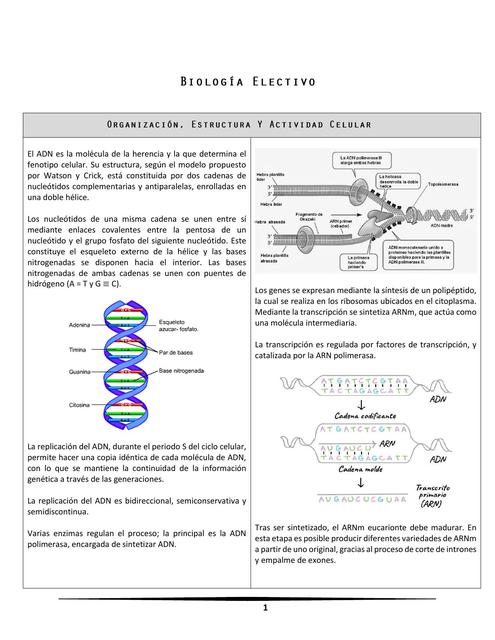 Biología Electivo