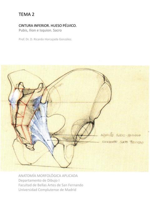 Cintura Inferior-Hueso Pélvico