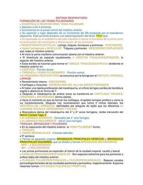 Sistema Respiratorio