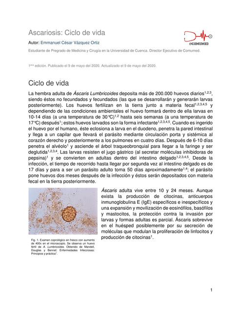 Ascariosis: Ciclo de vida 