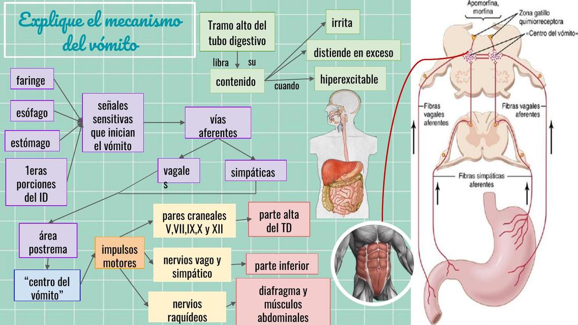 Mecanismo Del Vómito