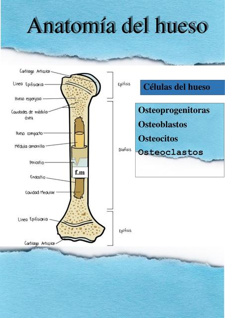 Anatomía Del Hueso 