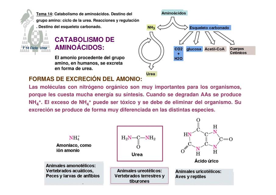 Catabolismo De Aminoácidos