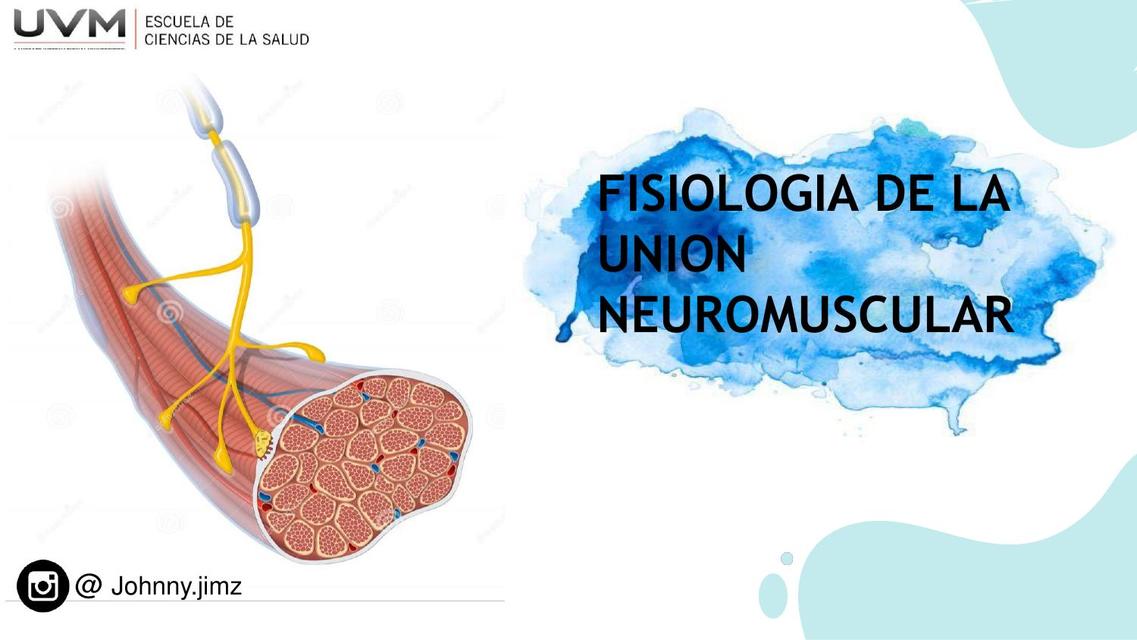 Fisiología De La Unión Mueromuscular