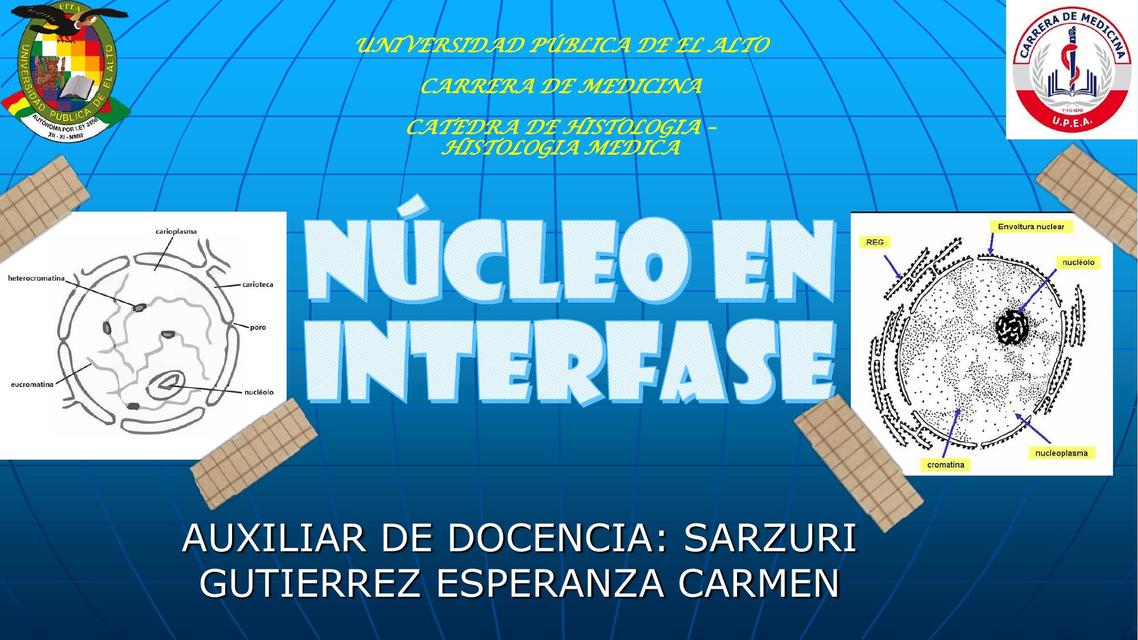 Núcleo en Interfase