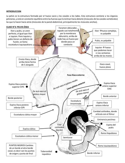 Pelvis Ósea