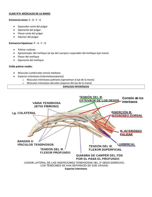 Músculos De La Mano