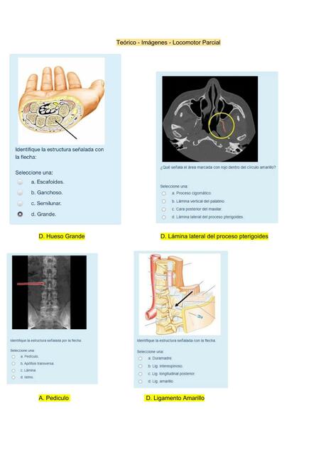 Teórico Imágenes Aparato Locomotor