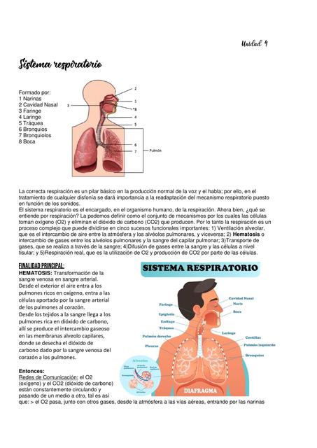 Sistema Respiratorio