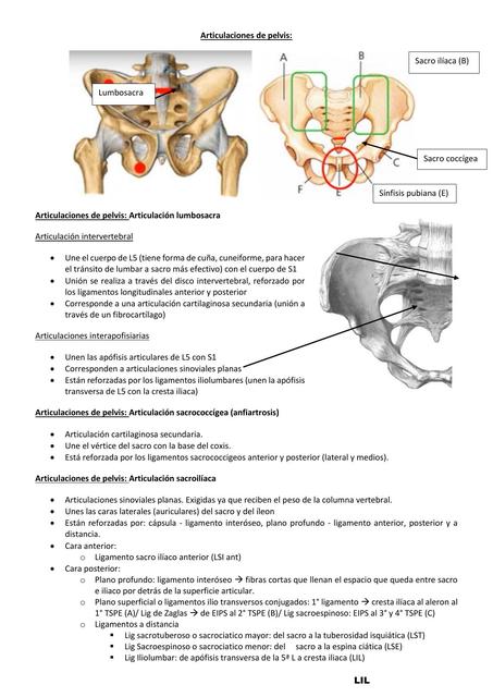 Articulaciones De Pelvis