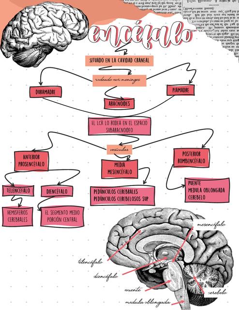 Encéfalo 