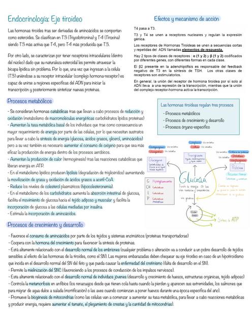 Endocrinología: Eje Tiroideo