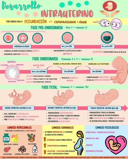 Desarrollo Intrauterino