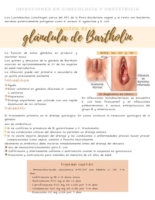 Absceso De Glandula De Bartholin Infectologia Ginecologia Udocz