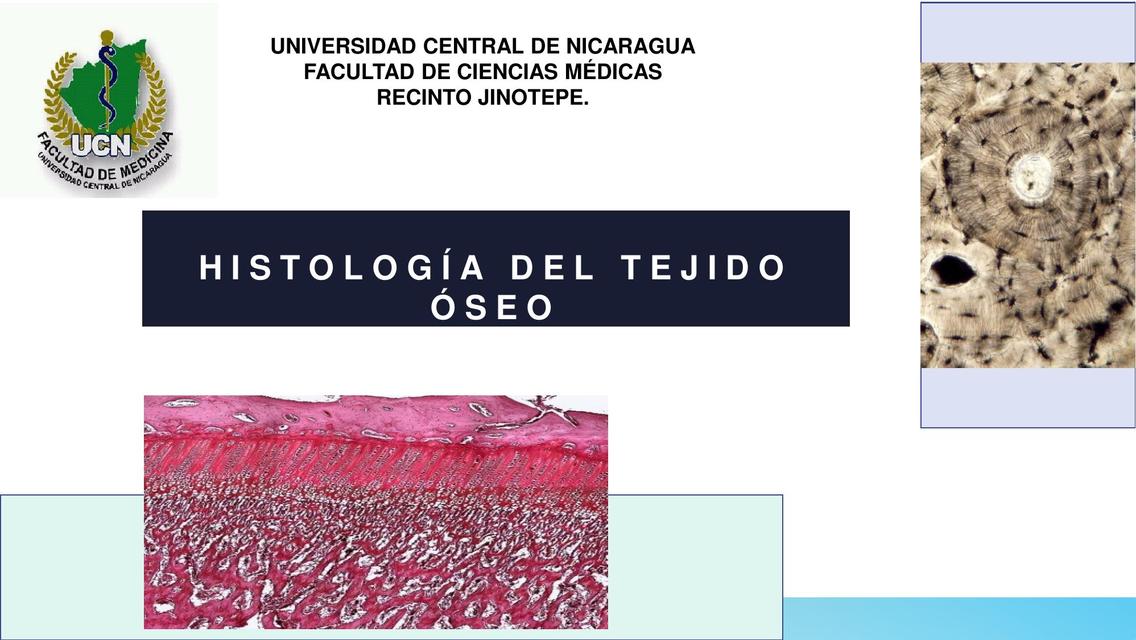 Tejido Oseo Tejido Oseo Histologia Documentos Universitarios Udocz