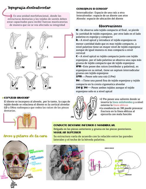 Topografía Dentoalveolar