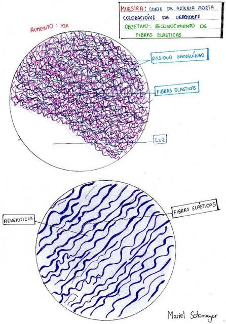 Guia Histologia Sotomayor Pardo