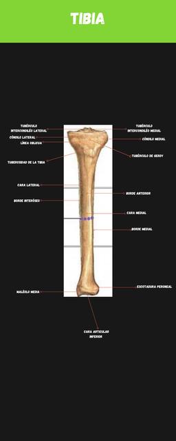 Tibia