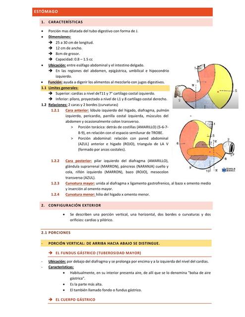 Estómago