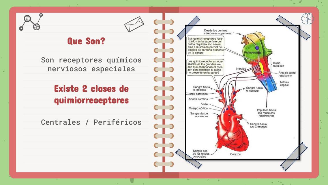 Sistema de Quimiorreceptores