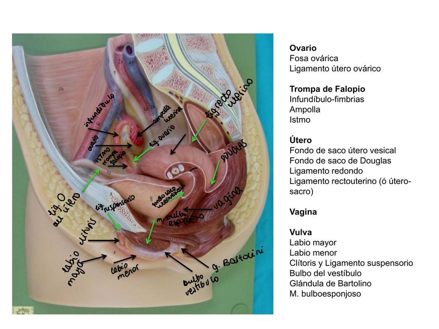 Imágenes del Aparato Genital