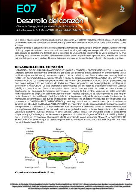 Desarrollo Del Corazón 