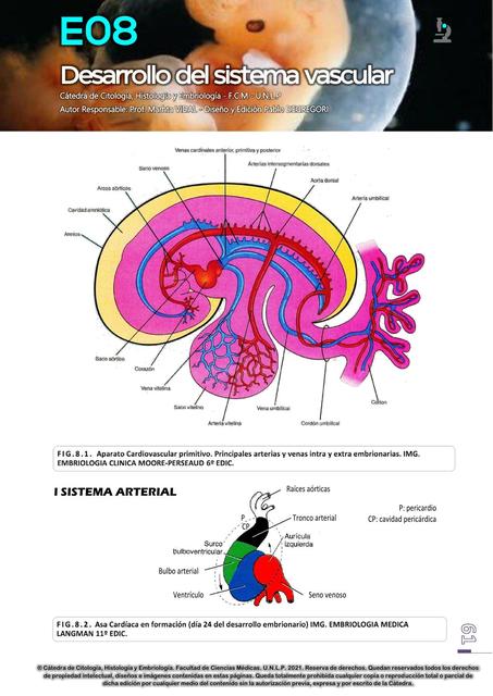 Desarrollo Del Sistema Vascular 