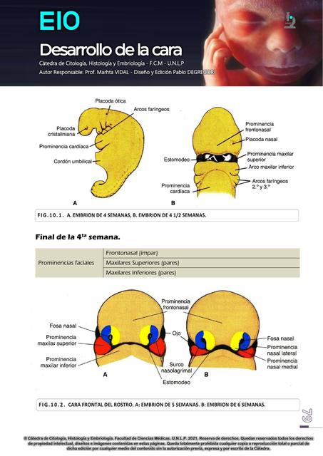 Desarrollo De La Cara