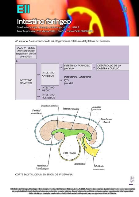 Intestino Faríngeo 