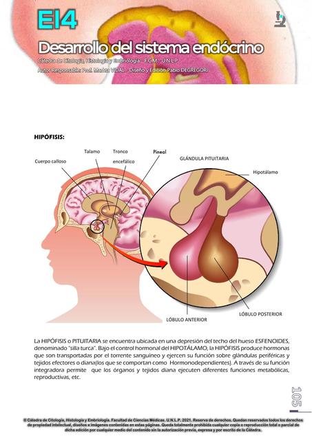 Desarrollo Del Sistema Endocrino