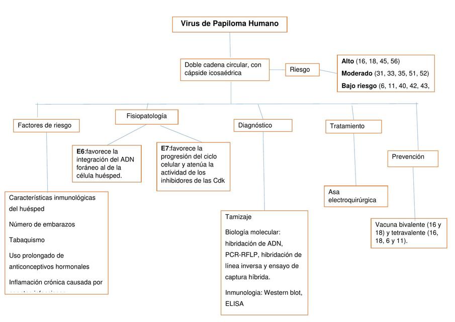 Arriba 76+ imagen mapa mental del papiloma humano