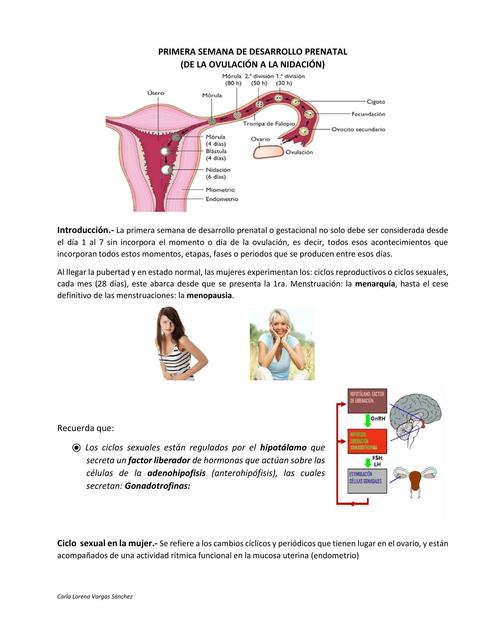 Primer Semana De Desarrollo Prenatal