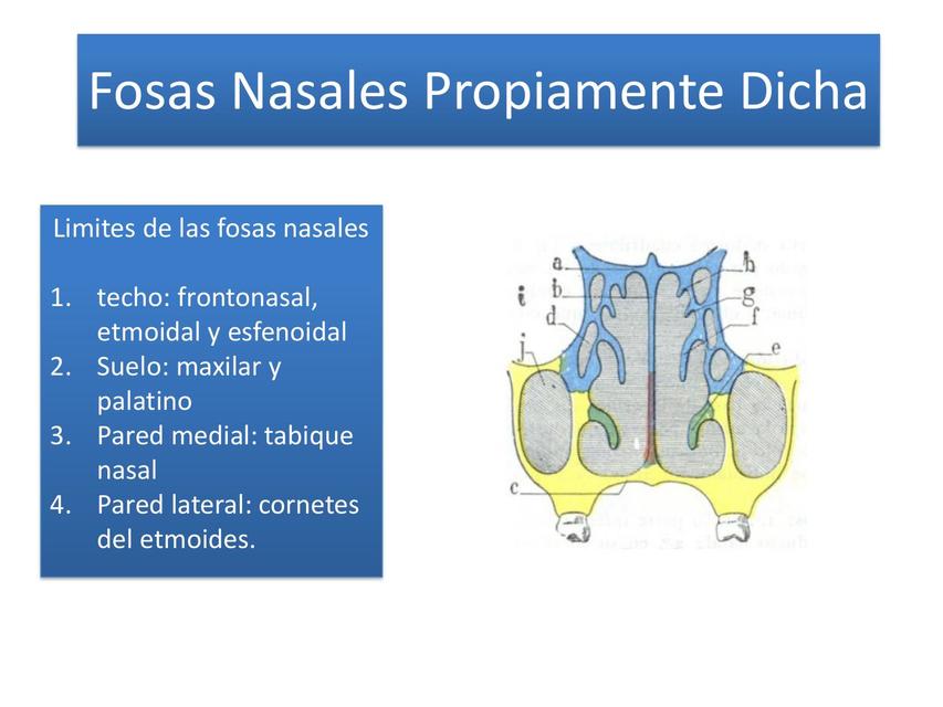 Fosas Nasales Propiamente Dicha