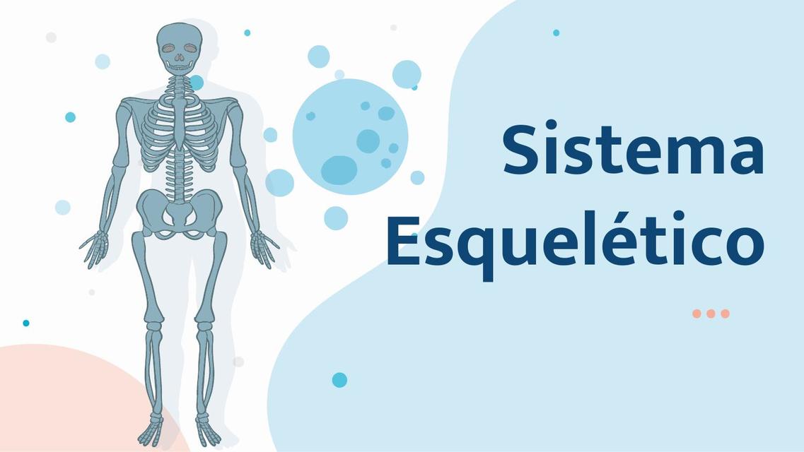 Sistema Esquelético