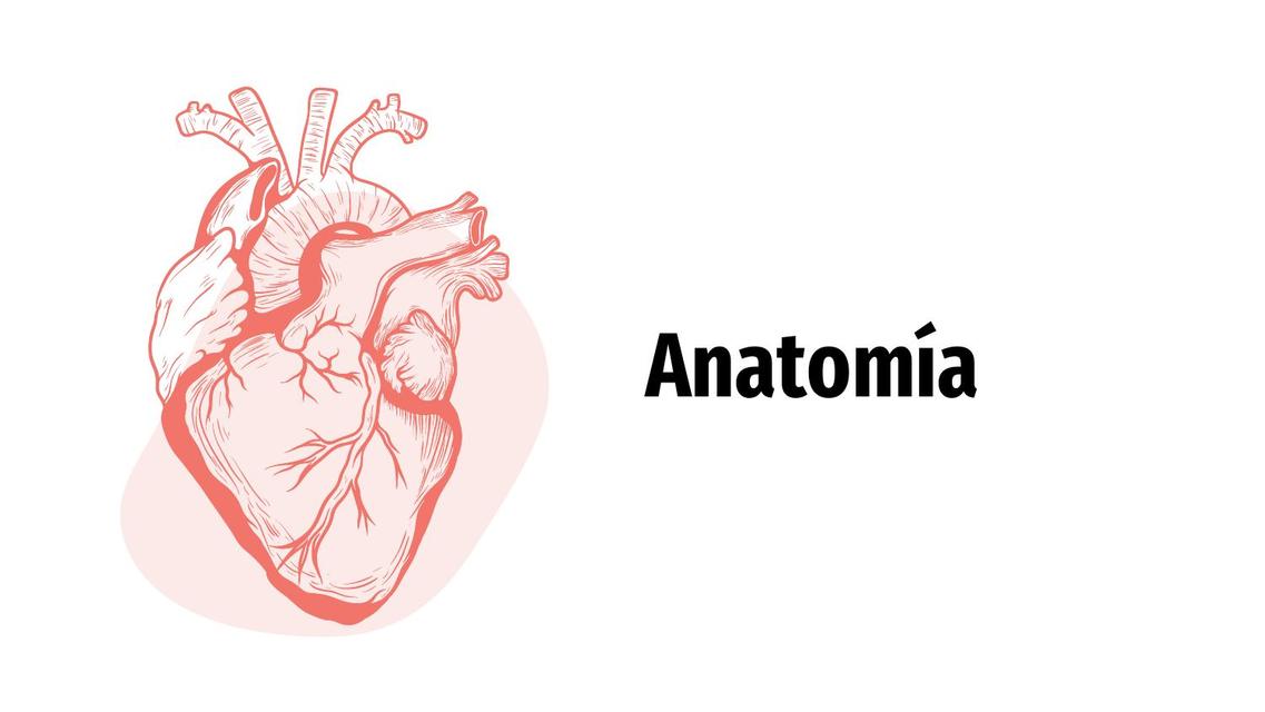 Anatomía 