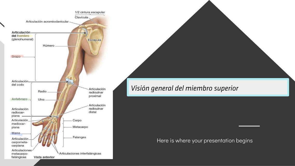 Visión General del Miembro Superior 