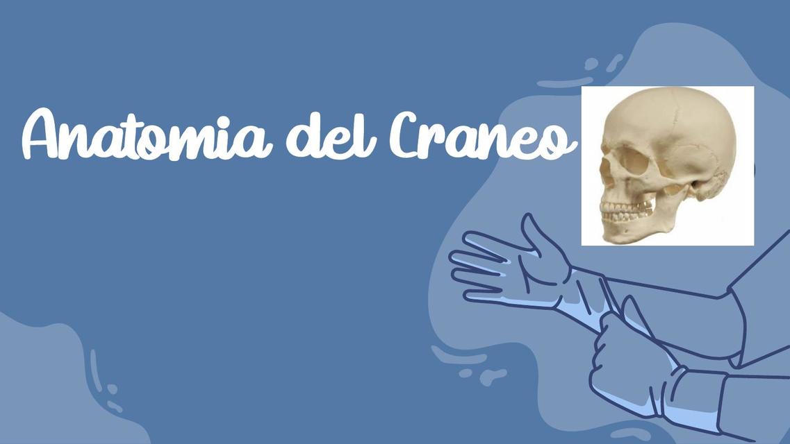 Anatomía del Cráneo 