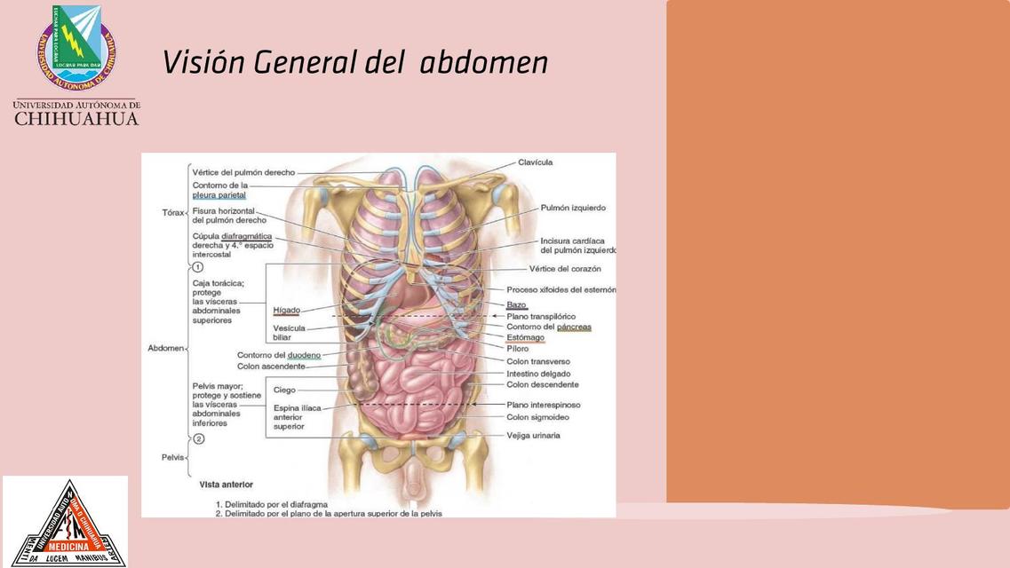 Visión General del Abdomen 