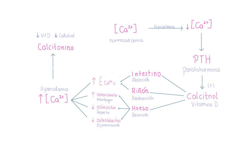 Metabolismo Calcio-Fósforo