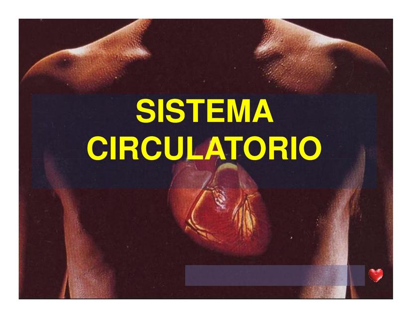 Sistema Cardiovascular 