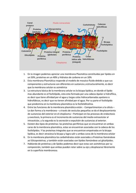 Membrana Celulares