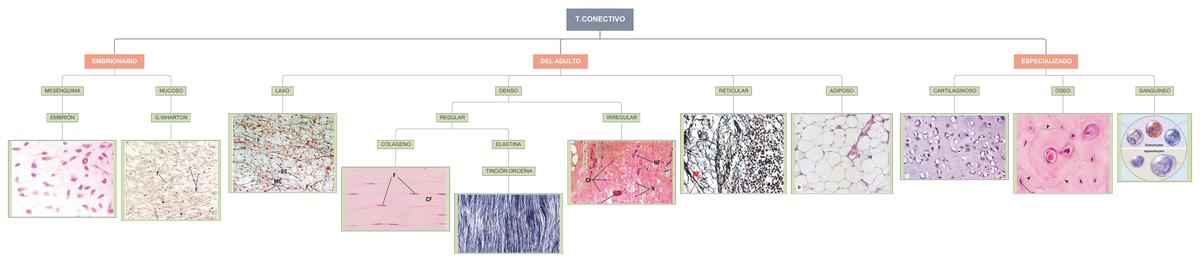 Tejido Conectivo