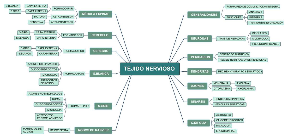 Tejido Nervioso