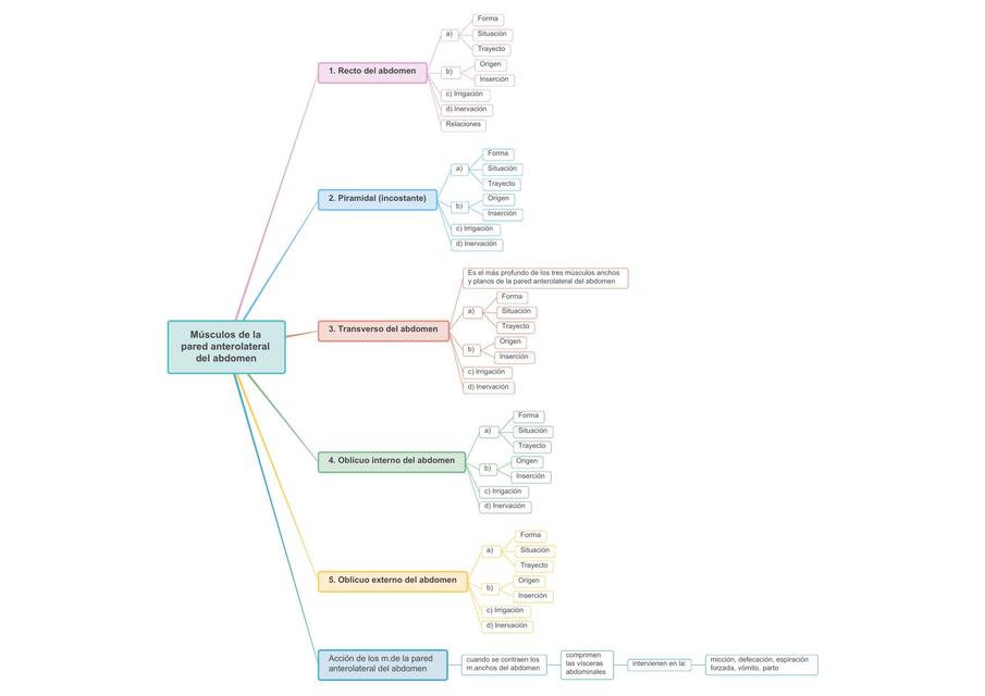 Músculos de la Pared Anterolateral del Abdomen