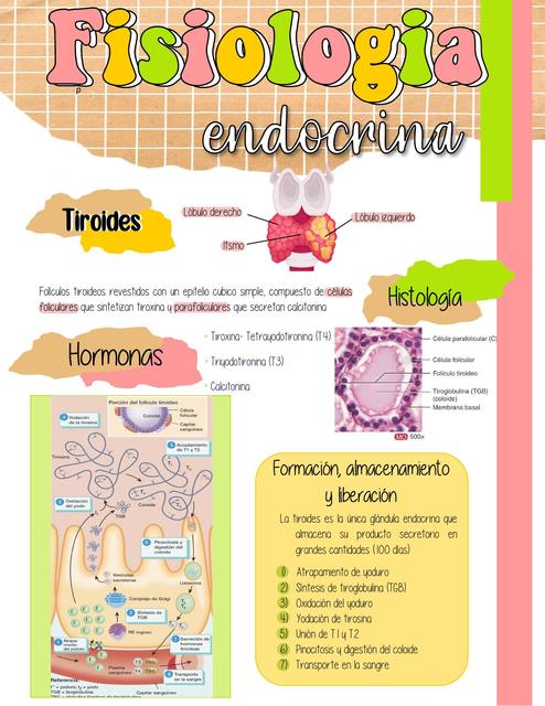 Fisiología Endocrina