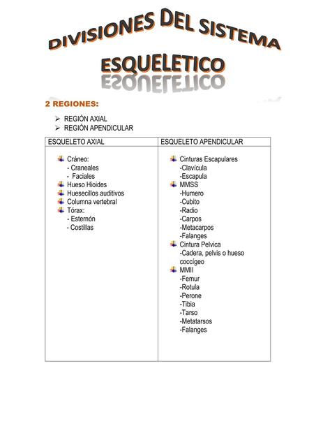 Divisiones del Sistema Esquelético 