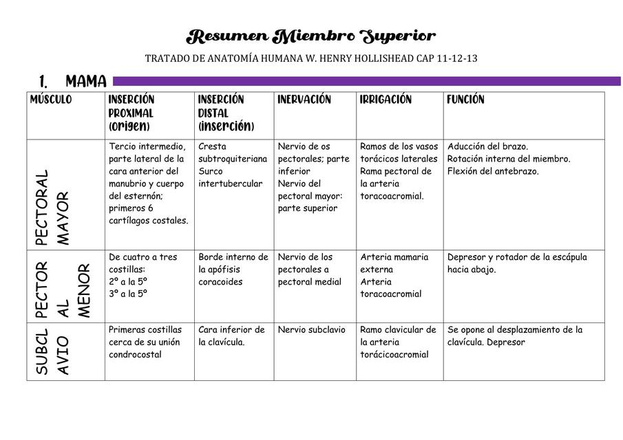 Resumen Miembro Superior 