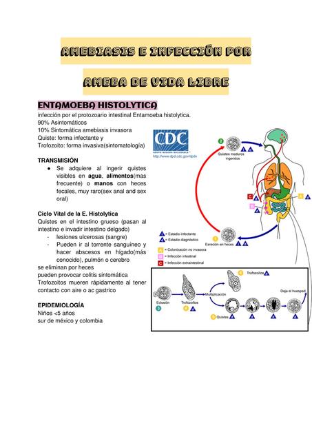 Ciclo De Vida De Entamoeba Histolytica 9471