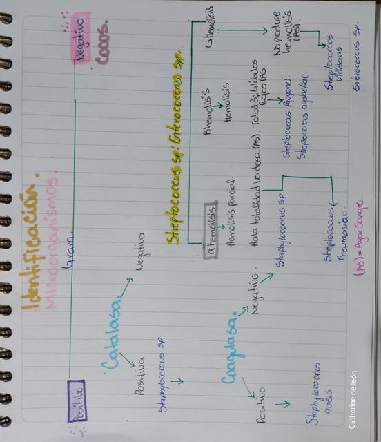 Identificación de Bacterias