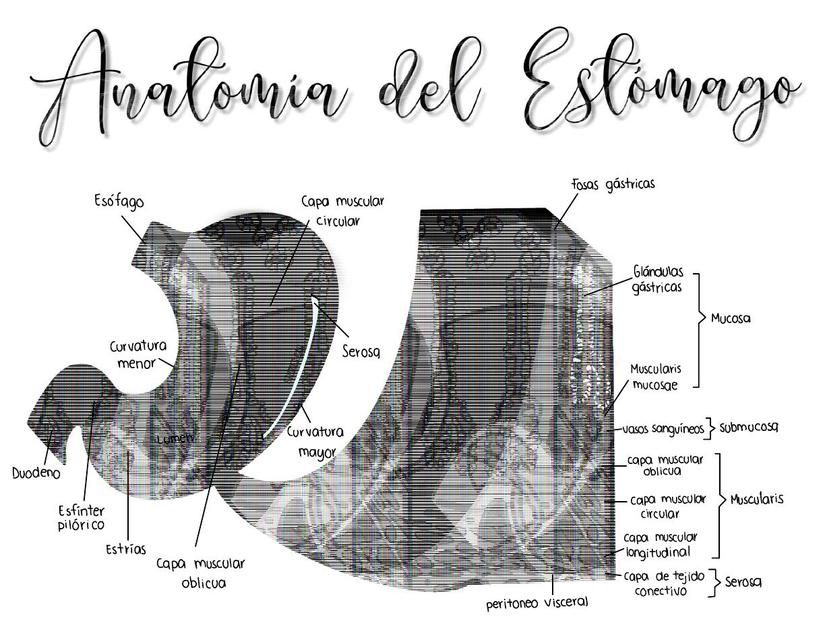 Anatomía del Estómago